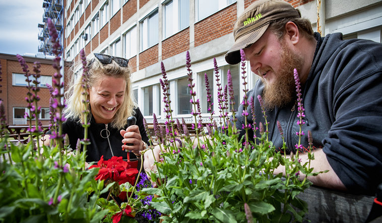 Två folkhögskoledeltagare som pysslar i en rabatt utanför Dalslands folkhögskola i Trollhättan.